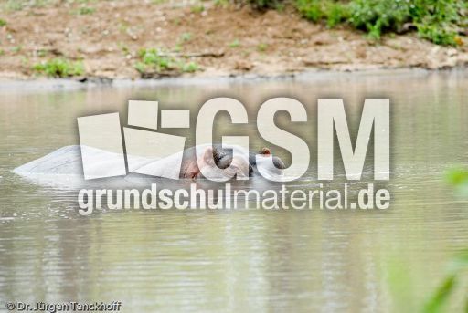 Flusspferd (65 von 104).jpg